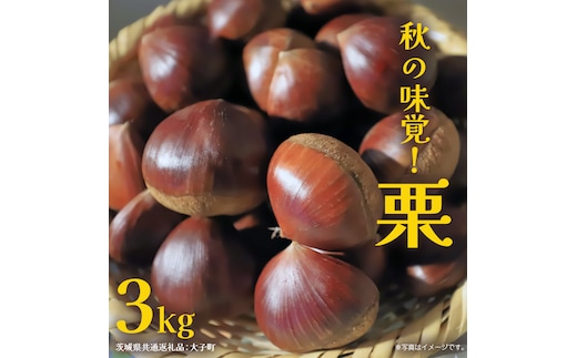 秋の味覚「 栗 」3kg 【2026年9月上旬発送開始】(茨城県共通返礼品：大子町) くり マロン 果物 スイーツ モンブラン 栗きんとん 生栗 焼き栗 甘栗