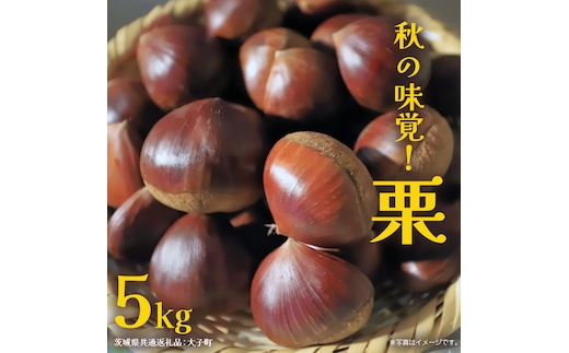 秋の味覚「 栗 」5kg【2026年9月上旬発送開始】(茨城県共通返礼品：大子町) くり マロン 果物 スイーツ モンブラン 栗きんとん 生栗 焼き栗 甘栗