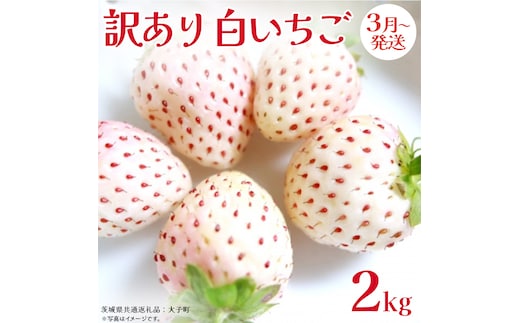 訳あり 白いちご 2kg【2026年3月発送開始】(茨城県共通返礼品：大子町) 苺 果物 フルーツ 果実 ご家庭用