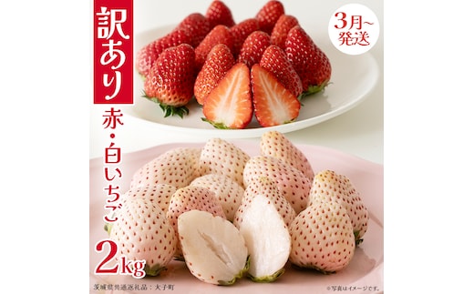 訳あり 紅白いちご 2kg【2026年3月発送開始】(茨城県共通返礼品：大子町) 苺 果物 フルーツ 果実 ご家庭用