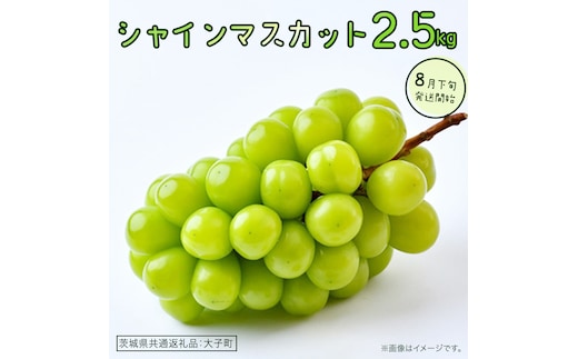シャインマスカット 2.5kg 【2026年8月下旬発送開始】(茨城県共通返礼品：大子町) ぶどう 葡萄 ブドウ マスカット フルーツ 果物 贈答用 ギフト 贈り物