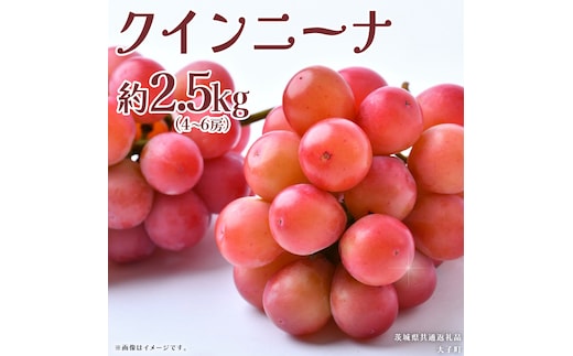 クインニーナ 約2.5kg (4～6房) 【2026年8月下旬発送開始】(茨城県共通返礼品：大子町) ぶどう 葡萄 ブドウ 果物 フルーツ 果実