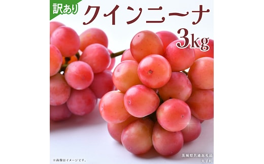 【 訳あり 】 クインニーナ 3kg 【2026年9月発送開始】(茨城県共通返礼品：大子町) ぶどう 葡萄 ブドウ 果物 フルーツ 果実 ワケあり ご自宅用 ご家庭用 自分用