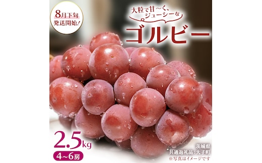ゴルビー 2.5kg (4～6房)【2026年8月下旬発送開始】(茨城県共通返礼品：大子町) ぶどう 葡萄 ブドウ 果物 フルーツ 果実