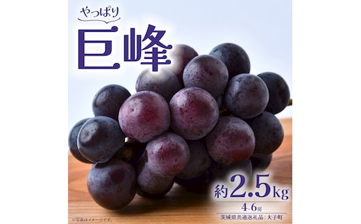 巨峰 2.5kg (4～6房)【2026年8月下旬発送開始】(茨城県共通返礼品：大子町) ぶどう 葡萄 ブドウ フルーツ 果物 スイーツ