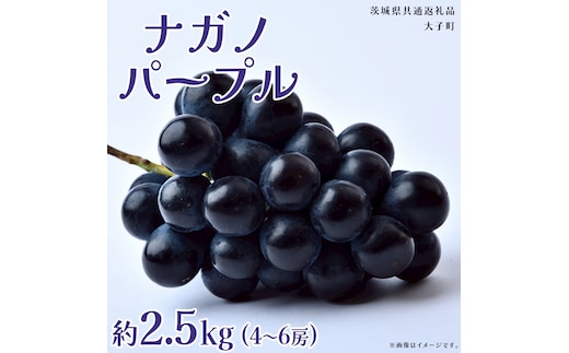 ナガノパープル 2.5kg (4～6房)【2026年8月下旬発送開始】(茨城県共通返礼品：大子町) ぶどう 葡萄 ブドウ 果物 フルーツ 果実