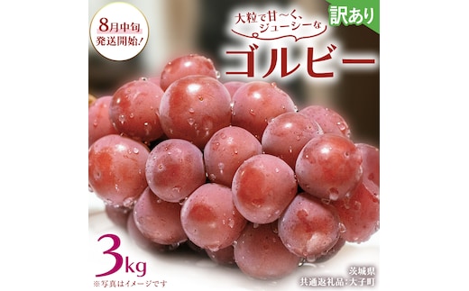 【 訳あり 】 ゴルビー 3kg 【2026年8月中旬発送開始】(茨城県共通返礼品：大子町) ぶどう 葡萄 ブドウ 果物 フルーツ 果実 ワケあり ご自宅用 ご家庭用 自分用