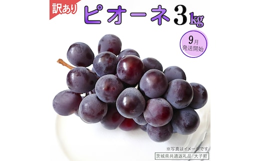 【 訳あり 】 ピオーネ 3kg 【2026年9月発送開始】(茨城県共通返礼品：大子町) ブドウ ぶどう 葡萄 ピオーネ 果物 フルーツ 果実 ワケあり ご自宅用 ご家庭用 自分用