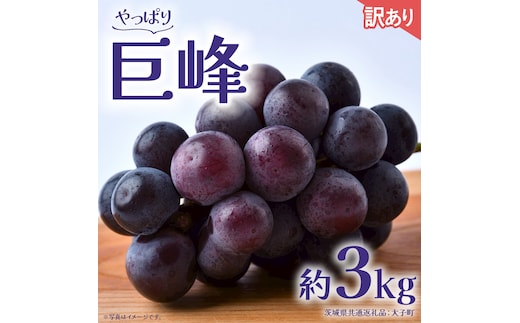 【 訳あり 】 巨峰 3kg 【2026年9月発送開始】(茨城県共通返礼品：大子町) ぶどう 葡萄 ブドウ フルーツ 果物 スイーツ わけあり ワケあり ご自宅用 ご家庭用 自分用