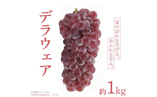 デラウェア 1kg 【 2026年6月発送開始 】 (茨城県共通返礼品：大子町) デラウェア ぶどう ブドウ 葡萄 完熟 種無し フルーツ 旬果