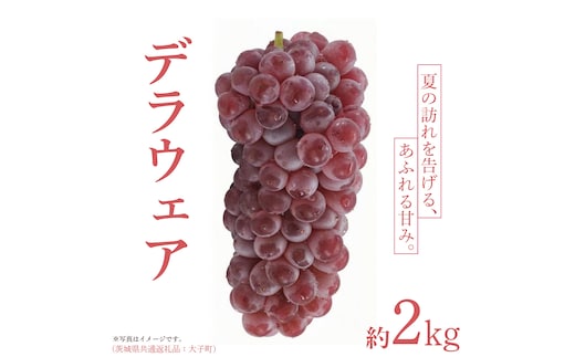 デラウェア 2kg 【 2026年7月上旬発送開始 】 (茨城県共通返礼品：大子町) デラウェア ぶどう ブドウ 葡萄 完熟 種無し フルーツ 旬果