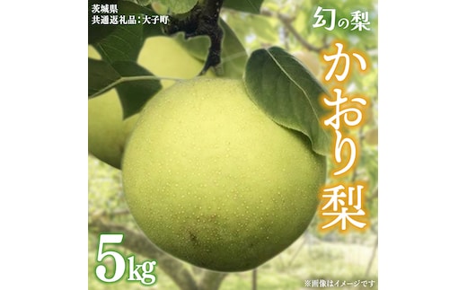 かおり 梨 5kg 【2026年8月中旬発送開始】(茨城県共通返礼品：大子町) 梨 なし 果物 くだもの フルーツ かおり 芳醇 希少品 青梨
