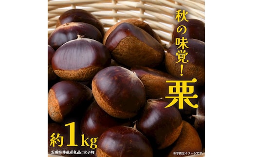 栗 1kg 【2026年9月上旬発送開始】(茨城県共通返礼品：大子町) くり マロン 果物 スイーツ モンブラン 栗きんとん 生栗 焼き栗 甘栗