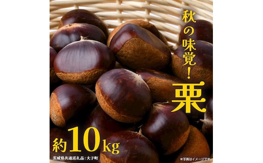 栗 10kg 【2026年9月上旬発送開始】(茨城県共通返礼品：大子町) くり マロン 果物 スイーツ モンブラン 栗きんとん 生栗 焼き栗 甘栗