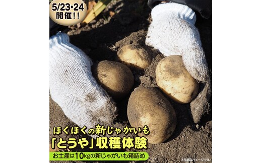 じゃがいも 「 とうや 」 収穫体験 (5/23（土）、5/24（日）開催) ジャガイモ 芋 収穫体験チケット 収穫 収穫体験 体験 チケット 観光 旅行 自然 農業体験 お土産 持ち帰り