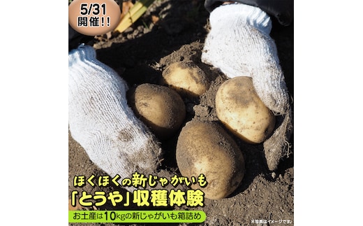 じゃがいも 「 とうや 」 収穫体験 (5/31（日）開催) ジャガイモ 芋 収穫体験チケット 収穫 収穫体験 体験 チケット 観光 旅行 自然 農業体験 お土産 持ち帰り