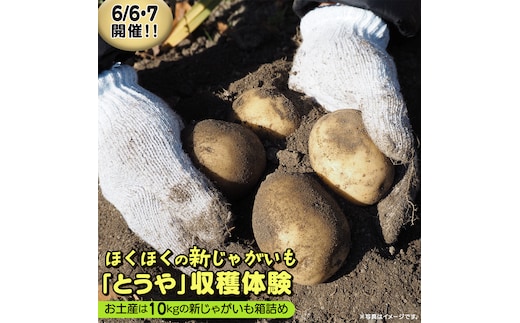 じゃがいも 「 とうや 」 収穫体験 (6/6（土）、6/7（日）開催) ジャガイモ 芋 収穫体験チケット 収穫 収穫体験 体験 チケット 観光 旅行 自然 農業体験 お土産 持ち帰り