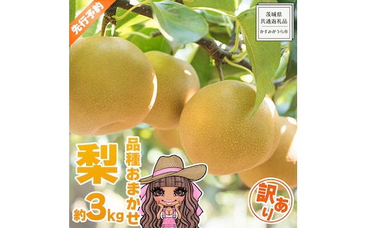 【 先行予約 】 【 訳あり 】 品種おまかせ 採れたて 完熟天使の 甘梨 約 3kg（ 茨城県共通返礼品： かすみがうら市 ） 【 2026年8月中旬頃発送 】 フルーツ 果物 なし ナシ 旬 新鮮 旬 期間限定 甘い 国産