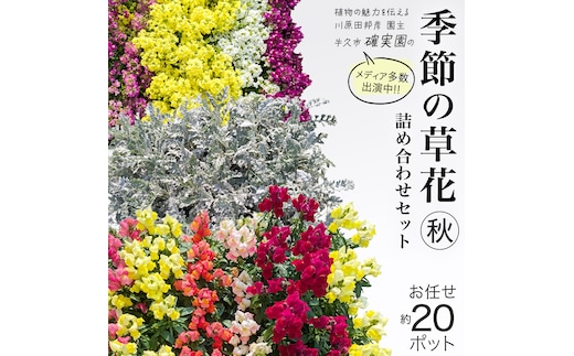 メディア出演多数のプロが厳選！季節の草花 【 秋 】 詰め合わせセット（約20ポット） 花 花苗 ガーデニング 寄せ植え 花壇 プランター 確実園 確実園園芸場 川原田邦彦 パンジー ビオラ 白妙菊 シロタエギク キンギョソウ ヒメキンギョソウ アソート おまかせ [BG044us]