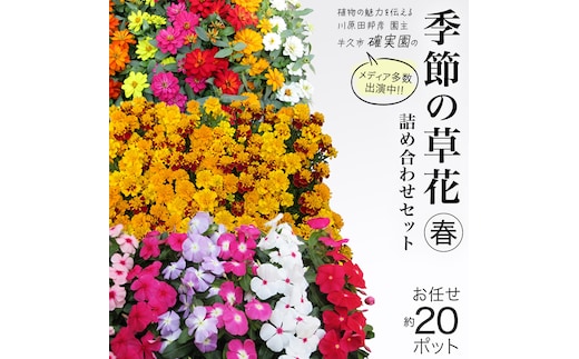 メディア出演多数のプロが厳選！季節の草花 【 春 】 詰め合わせセット（約20ポット） 花 花苗 ガーデニング 寄せ植え 花壇 プランター 確実園 確実園園芸場 川原田邦彦 ペチュニア マリーゴールド ガザニア 白妙菊 シロタエギク キンギョソウ ヒメキンギョソウ アルメリア アソート おまかせ [BG043us]