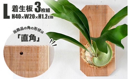 【着生板】Lサイズ 3枚組「角の形状：直角」