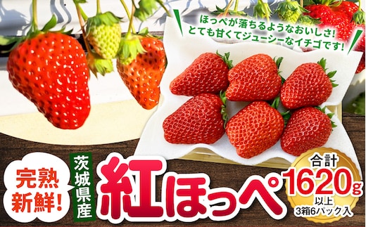 【先行予約】紅ほっぺ 3箱 6パック（合計1,620g以上） ※2027年2月～発送 | いちご 苺 フルーツ 果物 くだもの 果実 完熟 冷蔵 守谷市産 茨城県 守谷市