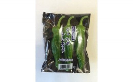 夏限定♪JA ジャンボししとう 100g×10袋|茨城県 行方市 ふるさと納税 野菜 獅子唐 シシトウ 国産（AE-21）