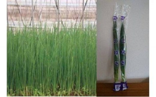 夏が旬♪ JAなめがたしおさい「こねぎ」（100g×30束）｜茨城県 行方市 ふるさと納税 野菜 ネギ こねぎ（AE-42）