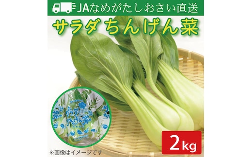 【2026年10月より順次発送開始】JAなめがたしおさい直送「サラダちんげん菜」約2kg｜サラダ さらだ チンゲン菜 ちんげん菜 野菜 やさい 直送 旬 茨城県 行方市(AE-49)