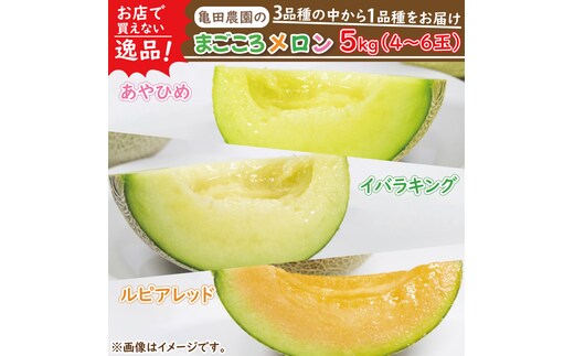 【2026年5月中旬より順次発送】★数量限定★お店で買えない逸品！亀田農園のまごころメロン5kg(4～6玉)｜果物 くだもの メロン ルピアレッド イバラキング あやひめ 数量限定 茨城県 行方市（B-1-1）