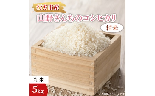 【2025年9月上旬より順次発送】【令和7年産 新米】★数量限定★山野さんちのコシヒカリ 精米5kg｜米 お米 こめ こしひかり コシヒカリ 数量限定 令和7年産 茨城県 行方市 人気 送料無料（BR-8-3）