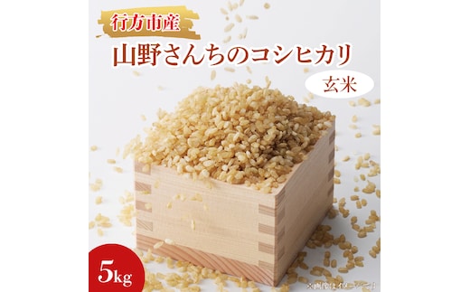 ★令和7年度産★山野さんちのコシヒカリ 5kg(玄米)｜米 お米 こめ こしひかり コシヒカリ 令和7年産 R7年産 新米 玄米 茨城県 行方市(BR-6-2)