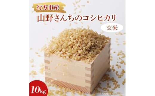 ★令和7年度産★山野さんちのコシヒカリ 10kg(玄米)｜米 お米 こめ こしひかり コシヒカリ 令和7年産 R7年産 新米 玄米 茨城県 行方市(BR-5-1)