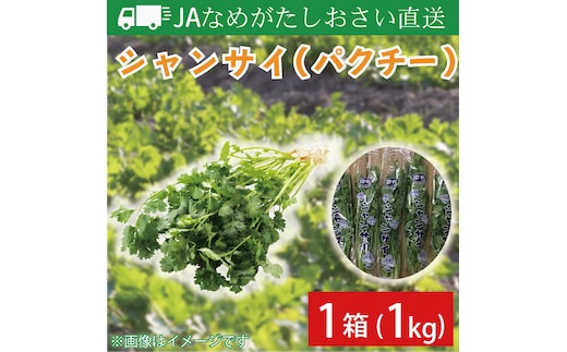 【先行予約】【2026年10月より順次発送開始】JAなめがたしおさい直送 シャンサイ(パクチー1kg)｜シャンサイ パクチー 野菜 1kg JA サラダ 鍋 スープ 茨城県 行方市(AE-28)