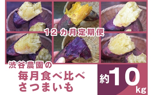 【12ヶ月定期便】渋谷農園の毎月食べ比べさつまいも 約10kg｜さつまいも サツマイモ さつま芋 お芋 食べ比べ 定期便 毎月 紅はるか きみまろこ シルクスイート 栗かぐや 渋谷農園 さつまいも博 茨城県産 茨城県 行方市(BZ-22)