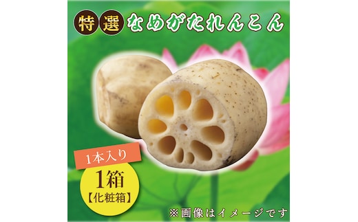 【先行予約】★2026年9月より発送★ JA 特選なめがたれんこん1箱（化粧箱）(AE-10)