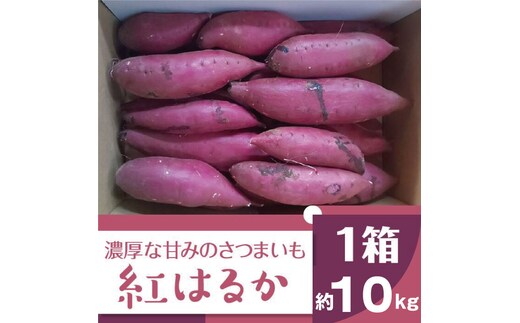 2025年度産 濃厚な甘みのさつまいも 紅はるか 約10kg｜さつまいも 芋 お芋 紅はるか 渋谷農園 茨城県 行方市(BZ-14)
