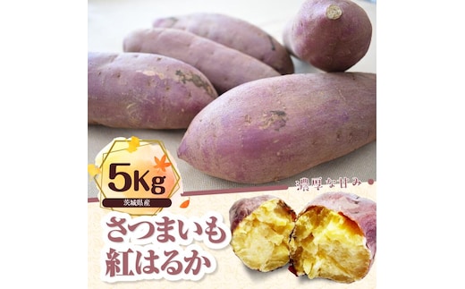 さつまいも 特選紅はるか 約5kg｜さつまいも 芋 お芋 紅はるか タネのハシモト 茨城県 行方市(BS-10)