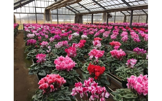 【2025年10月中旬より順次発送】シクラメン(5号鉢) 4鉢セット｜シクラメン 花 季節の花 須貝花園 先行予約 茨城県 行方市(C-4)