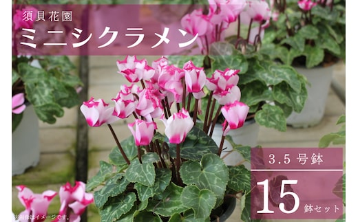 【2025年10月より順次発送】須貝花園 ミニシクラメン(3.5号鉢) 15鉢セット｜シクラメン ミニシクラメン 花 季節の花 セット 須貝花園 先行予約 茨城県 行方市(C-1)