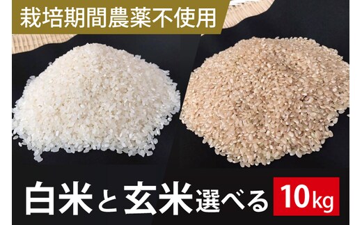 BI-61 【2026年9月下旬より順次発送】★栽培期間農薬不使用★こしひかり 10kg（白米または玄米）