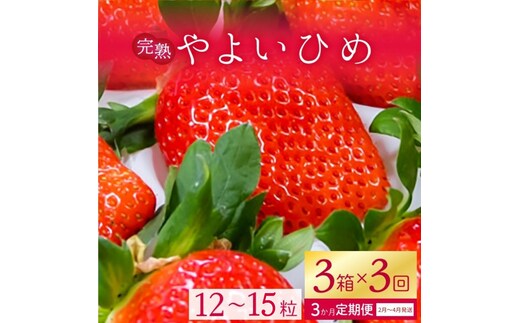 【2026年2月より順次発送】【3ヶ月定期便】甘～い！いちご やよいひめ 3箱(1箱：12粒～15粒入り)｜いちご イチゴ 苺 ストロベリー やよいひめ 果物 くだもの フルーツ 定期便 フルーツ定期便 先行予約 茨城県 行方市(V-1)