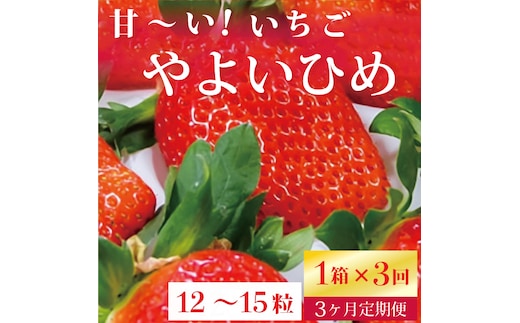【2026年2月より順次発送】【3ヶ月定期便】甘～い！いちご やよいひめ 1箱(12粒～15粒入り)｜いちご イチゴ 苺 ストロベリー やよいひめ 果物 くだもの フルーツ 定期便 フルーツ定期便 先行予約 茨城県 行方市(V-16)