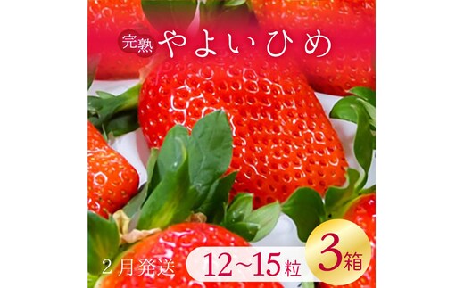 【2026年2月発送】甘～い！いちご やよいひめ 3箱(1箱：12粒～15粒入り)｜いちご イチゴ 苺 ストロベリー やよいひめ 果物 くだもの フルーツ 先行予約 茨城県 行方市(V-6)