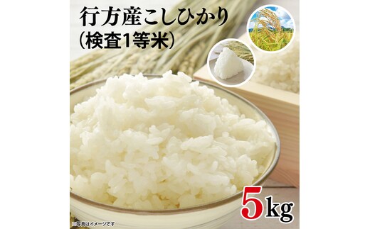 ★令和7年産★行方産こしひかり 5kg(検査1等 米)｜米 お米 コシヒカリ こしひかり R7年産 茨城県 行方市(CU-30-2)