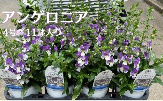 【2026年5月中旬より順次発送】アンゲロニア(4号鉢) 11鉢セット｜アンゲロニア エンジェルラベンダー 花 季節の花 須貝花園 先行予約 茨城県 行方市(C-12)