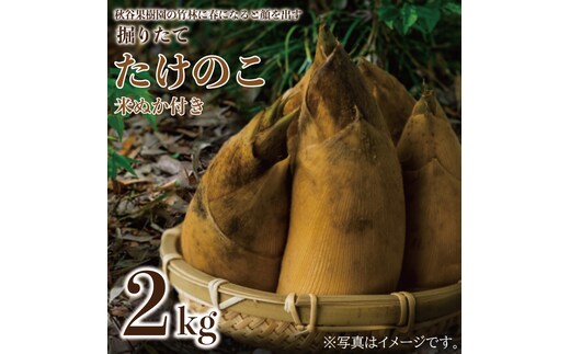 【2026年4月より順次発送】たけのこ 約2kg(米ぬか付き)｜たけのこ タケノコ 筍 旬 米ぬか 堀りたて 先行予約 茨城県 行方市(CP-10)