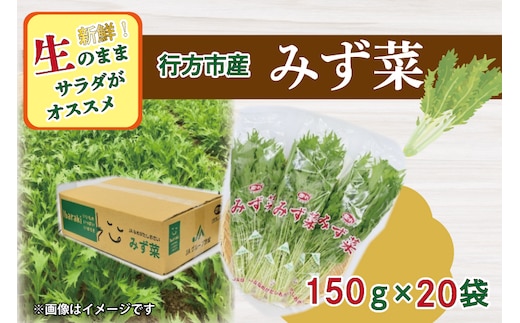 AE-53 JAなめがたしおさい直送「みず菜」150g×20袋
