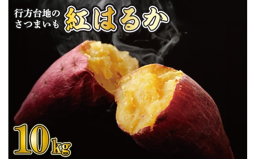 【2026年2月より順次発送】★訳あり★ 無選別 行方台地のさつまいも 紅はるか 約10kg｜さつまいも 芋 サツマイモ 紅はるか 訳あり わけあり 無選別 先行予約 茨城県 行方市(CU-55-5)