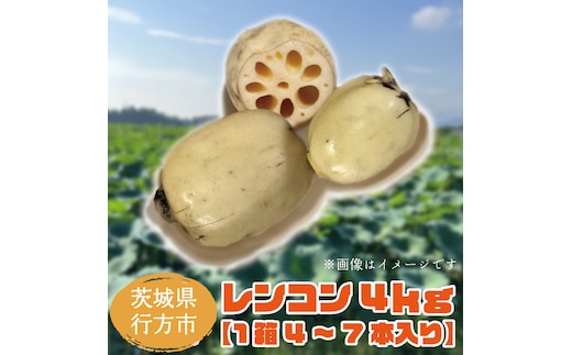 【2025年8月以降より順次発送】レンコン 約4kg｜茨城県 行方市 ふるさと納税 蓮根 レンコン(EG-1)